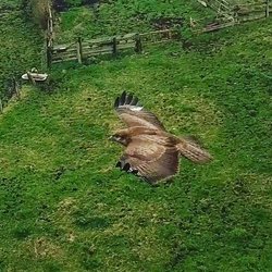 www.parapenteasturias.com,compañero de vuelo